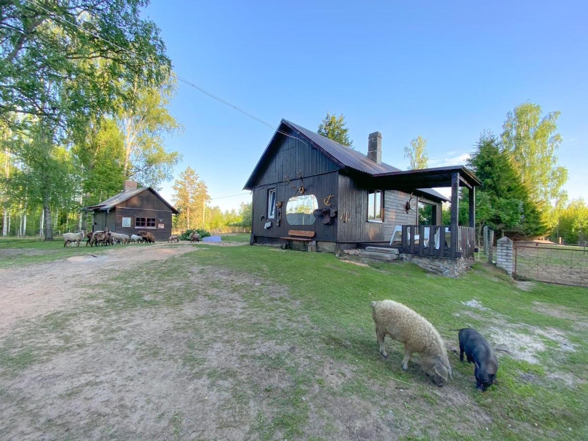 Private Farm Jakuzzi Sauna In The Forest Talsi Esterno foto